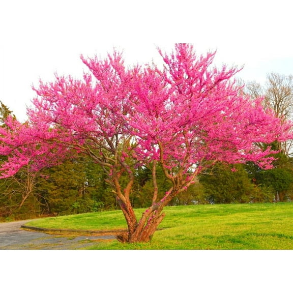 Redbud Tree Live Plant 7-12" in Quart Pot- Cercis Canadensis- Red Bud Tree Plant- Ornamental Tree Outdoor Garden
