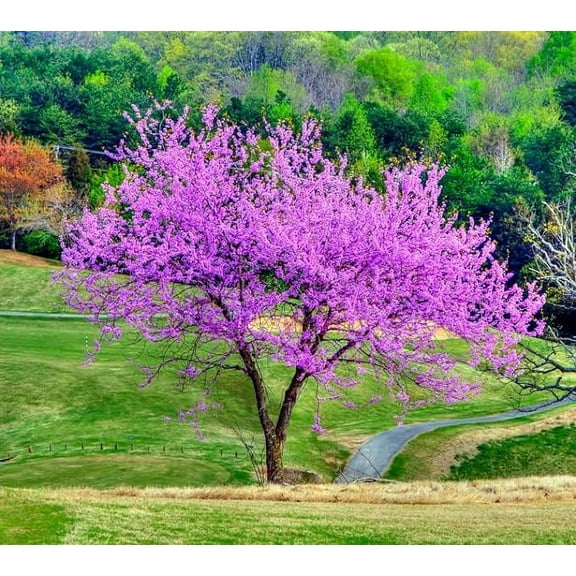 Redbud Tree Seedlings for Planting - Amazing Pink Spring Flowers - No Ship to California (5 Seedlings)