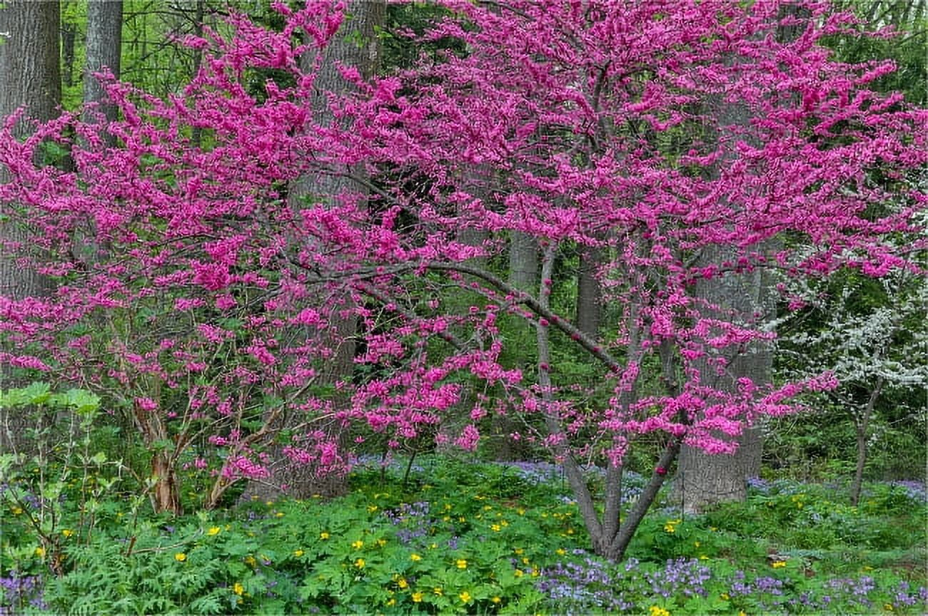 Darell Tree Redbud tree in full bloom, Mt Cuba Center, Hockessin, Delaware Poster ...