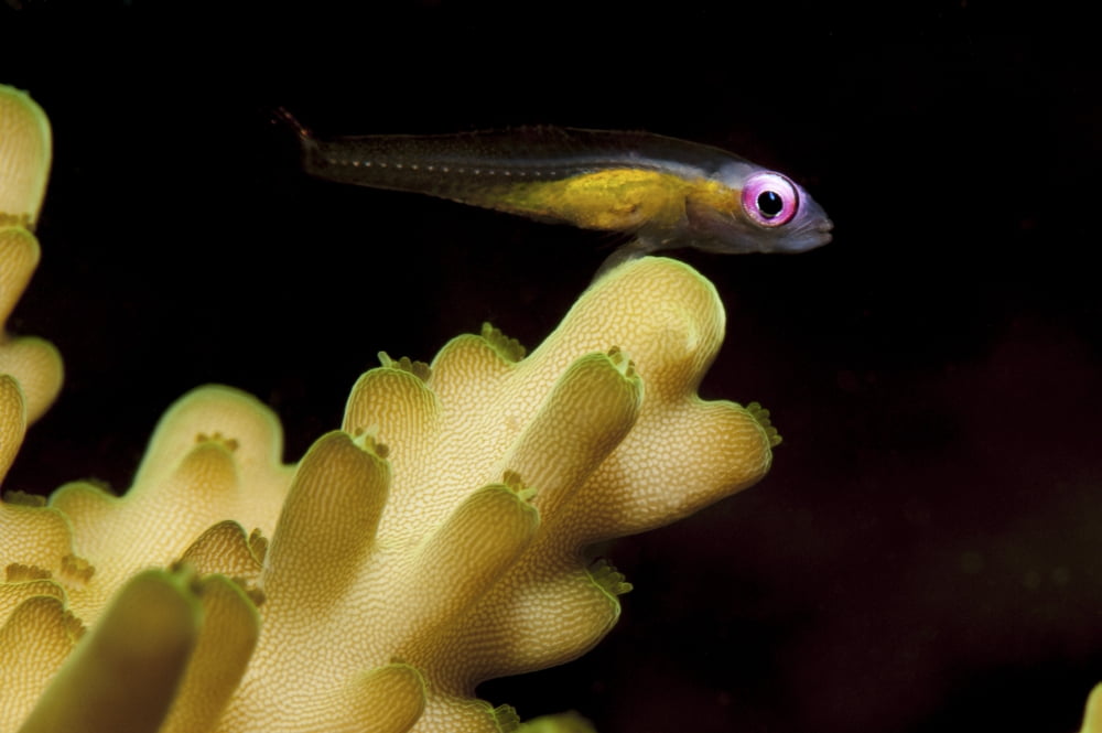 Redeye goby resting on coral Canvas Art - Steve JonesStocktrek Images (34 x 23)