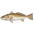 thumbnail image 1 of Redfish Decal, 1 of 1