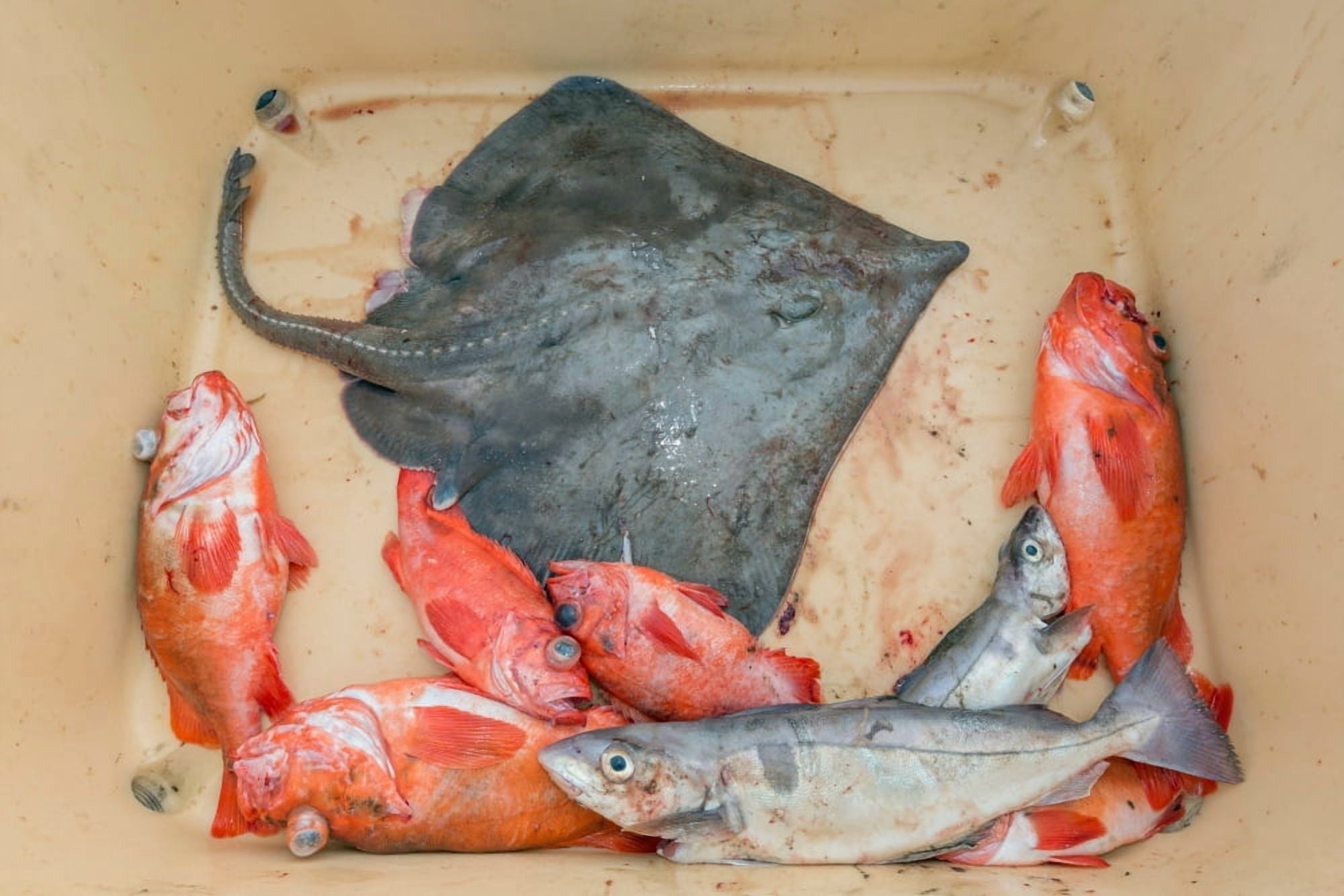 Redfish Skate and trout freshly caught Iceland Canvas Art - Panoramic Images (27 x 9)