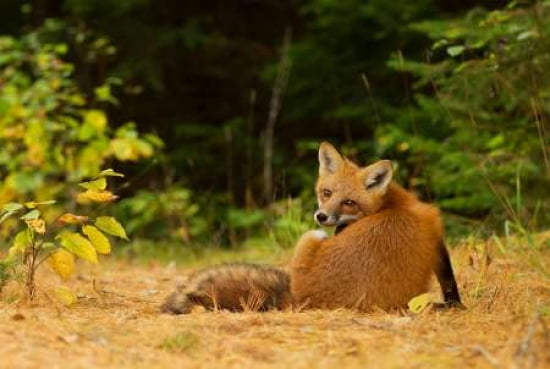 Redfox Algonquin Park Canvas Art - Jim Cumming (12 x 18)