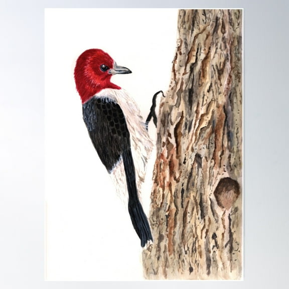 Redheaded Woodpecker Watercolour Art Print Poster Wall Art, Modern Wall Decor For Living Room Bedroom, 8x12 UNFRAMED