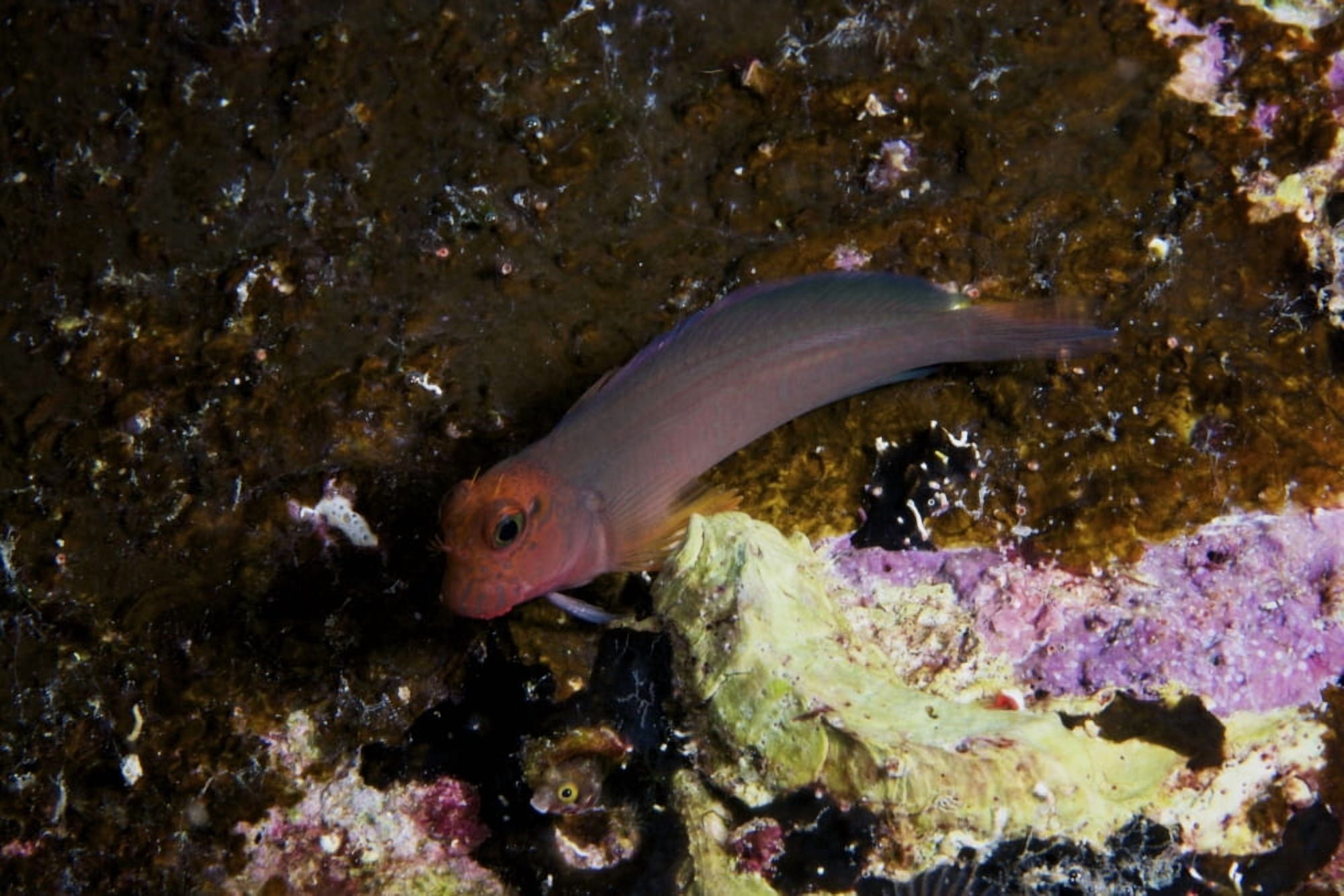 Redlip Blenny Bonaire Caribbean Netherlands Canvas Art - Terry MooreStocktrek Images (18 x 12)