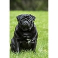 thumbnail image 1 of Redmond, WA. Portrait of a black Pug.  Poster Print by Janet Horton (18 x 24), 1 of 3