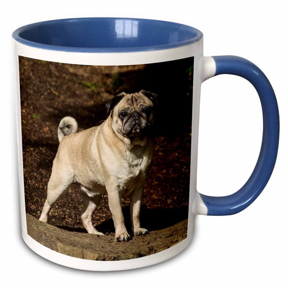 3drose, Redmond, Wa. Portrait of a Fawn Pug., 11oz Two-tone Blue Mug