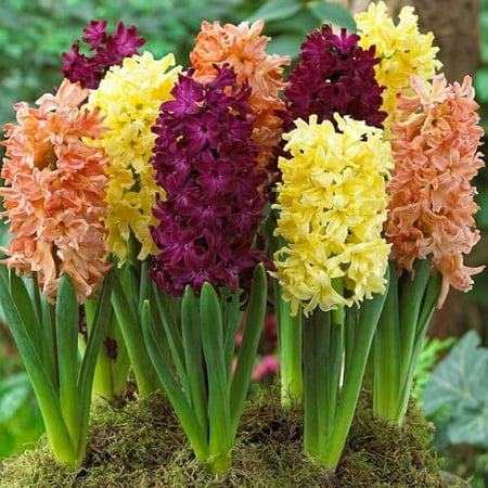 Redolent Riches Mix Hyacinth Bulbs for Planting - Easy to Grow Perennial Hyacinth (20 Bulbs)