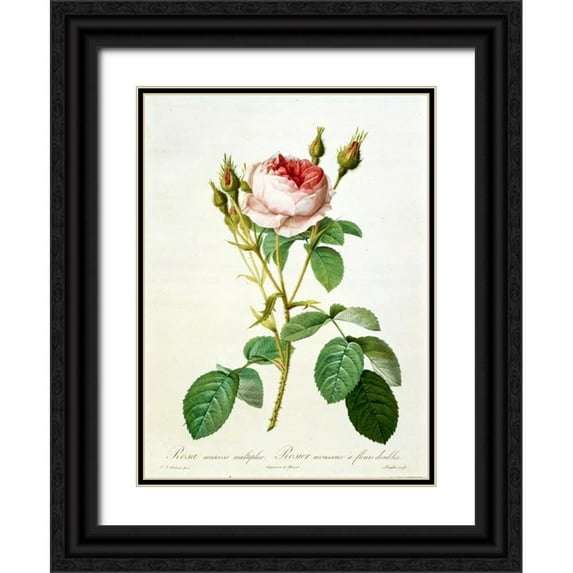 Redouté, Pierre-Joseph 14x18 Black Ornate Wood Framed with Double Matting Museum Art Print Titled - Rose, Muscosa Multiplex