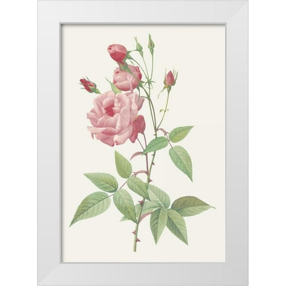 Redoute, Pierre 11x14 White Modern Wood Framed Museum Art Print Titled - Rosa Indica Vulgaris