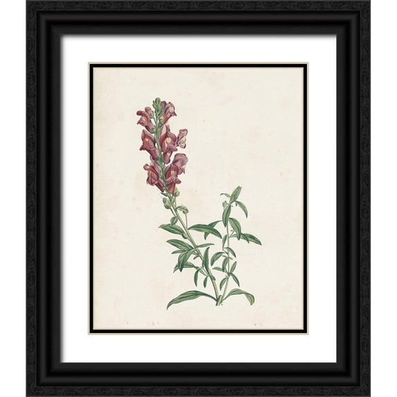 Redoute, Pierre 12x14 Black Ornate Wood Framed with Double Matting Museum Art Print Titled - Classic Botanicals IV