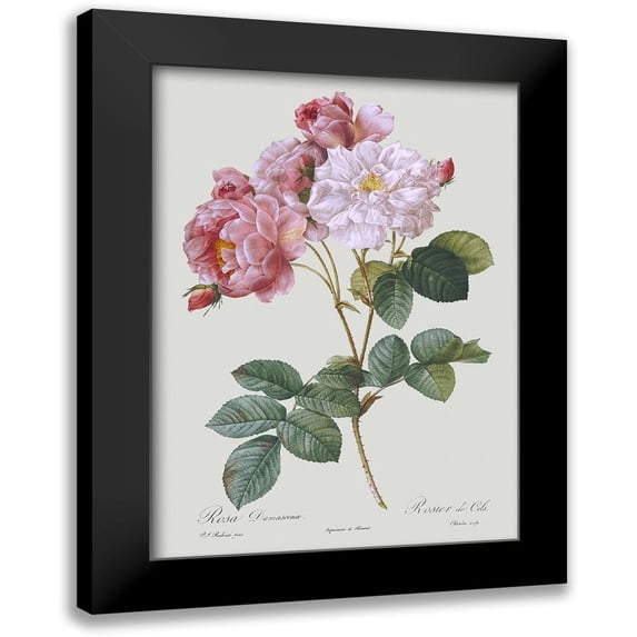 Redoute, Pierre Joseph 11x14 Black Modern Framed Museum Art Print Titled - Damask Rose
