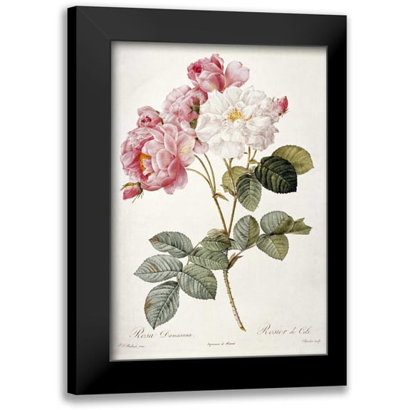 Redoute, Pierre Joseph 11x14 Black Modern Framed Museum Art Print Titled - Damask Rose