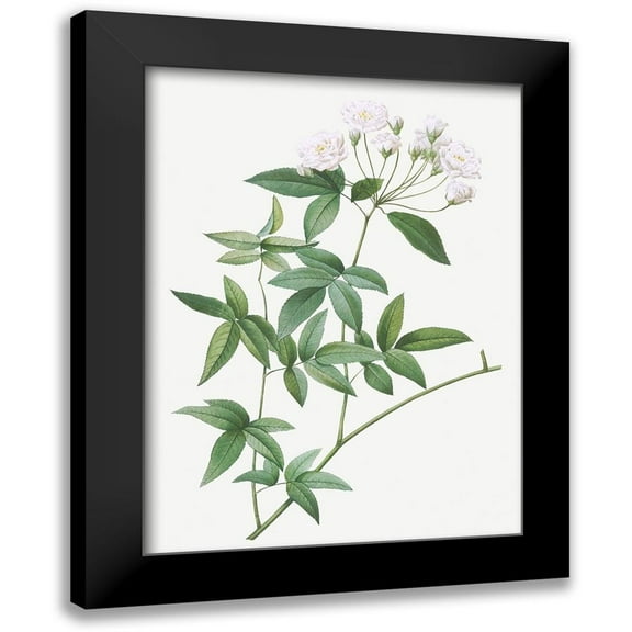 Redoute, Pierre Joseph 11x14 Black Modern Framed Museum Art Print Titled - Lady Banks rose, Rosa banksiae