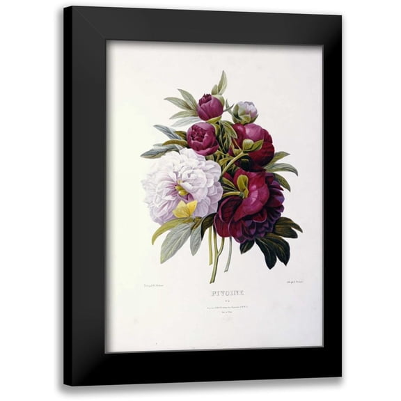 Redoute, Pierre Joseph 11x14 Black Modern Framed Museum Art Print Titled - Peonies