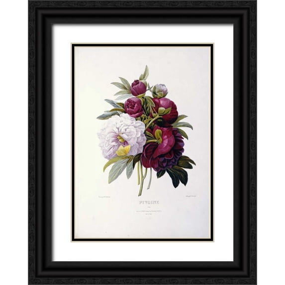 Redoute, Pierre Joseph 11x14 Black Ornate Wood Framed with Double Matting Museum Art Print Titled - Peonies