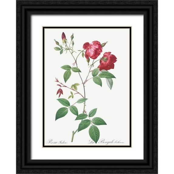 Redoute, Pierre Joseph 11x14 Black Ornate Wood Framed with Double Matting Museum Art Print Titled - Velvet China Rose, Rosa indica