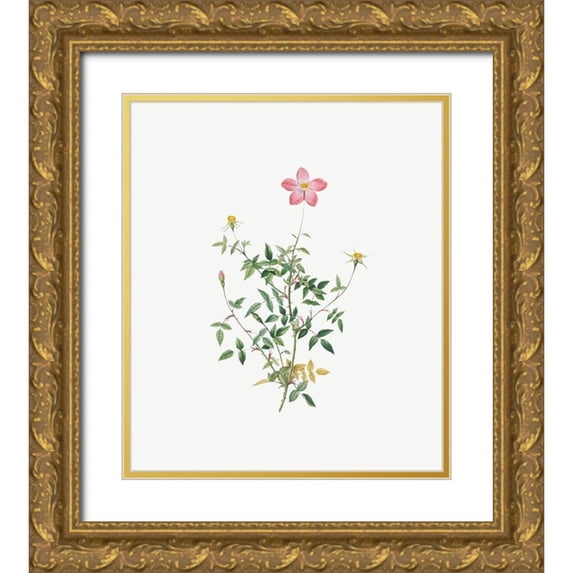 Redoute, Pierre Joseph 12x13 Gold Ornate Wood Framed with Double Matting Museum Art Print Titled - Single Dwarf China Rose, Rosa indica pumila, flore simplici