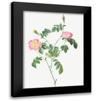 Redoute, Pierre Joseph 12x14 Black Modern Framed Museum Art Print Titled - Austrian Briar, Rosa foetida
