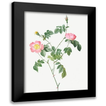 Redoute, Pierre Joseph 12x14 Black Modern Framed Museum Art Print Titled - Austrian Briar, Rosa foetida