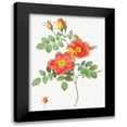thumbnail image 1 of Redoute, Pierre Joseph 12x14 Black Modern Framed Museum Art Print Titled - Austrian Copper Rose, Rosa eglanteria var. punicea, 1 of 5