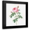 thumbnail image 1 of Redoute, Pierre Joseph 12x14 Black Modern Framed Museum Art Print Titled - Burgundy Cabbage Rose, the Hundred-Leaves of Bordeaux, Rosa centifolia urgundiaca, 1 of 5