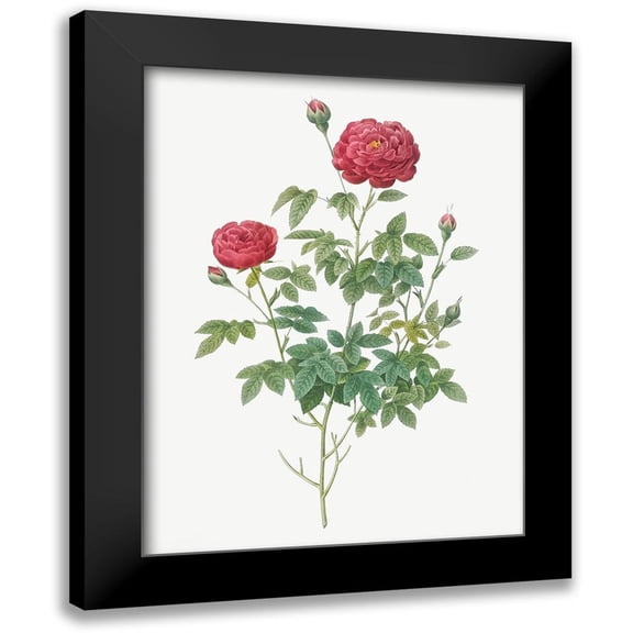 Redoute, Pierre Joseph 12x14 Black Modern Framed Museum Art Print Titled - Burgundy Cabbage Rose, Pompon of Burgundy, Rosa pomponia Burgundiaca