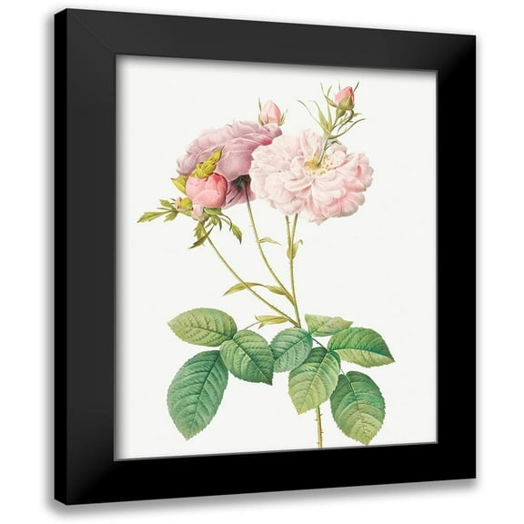 Redoute, Pierre Joseph 12x14 Black Modern Framed Museum Art Print Titled - Celsiana Damask Rose, Rosa damascena celsiana