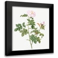 thumbnail image 1 of Redoute, Pierre Joseph 12x14 Black Modern Framed Museum Art Print Titled - Pale pink flower, Rosa orbefsanea, 1 of 5