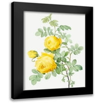 Pierre Joseph Redoute 12x14 Black Modern Wood Framed Wall Art Titled - Rosa Hemisphaerica, Yellow Rose of SulfurÂ 