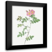 Redoute, Pierre Joseph 12x14 Black Modern Framed Museum Art Print Titled - Sweetbriar, Rusty Rose with Three Flowers, Rosa rubiginosa triflora