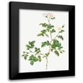 thumbnail image 1 of Redoute, Pierre Joseph 12x14 Black Modern Framed Museum Art Print Titled - White Sweetbriar, Wild Rose of Valiant, Rosa rubignosa vaillantiana, 1 of 5