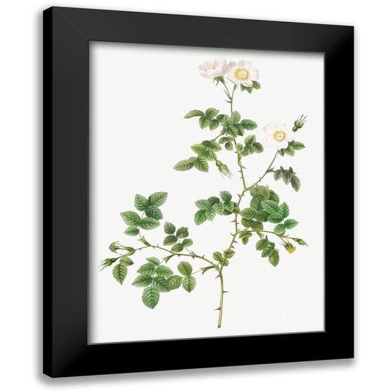 Redoute, Pierre Joseph 12x14 Black Modern Framed Museum Art Print Titled - White Sweetbriar, Wild Rose of Valiant, Rosa rubignosa vaillantiana