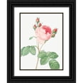 thumbnail image 1 of Redoute, Pierre Joseph 12x14 Black Ornate Wood Framed with Double Matting Museum Art Print Titled - Cabbage Rose, One Hundred Leaved Rose, Rosa centifolia, 1 of 4