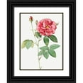 thumbnail image 1 of Redoute, Pierre Joseph 12x14 Black Ornate Wood Framed with Double Matting Museum Art Print Titled - French Rose, Ordinary Provins Rosebush, Rosa galluca offuenalis, 1 of 4