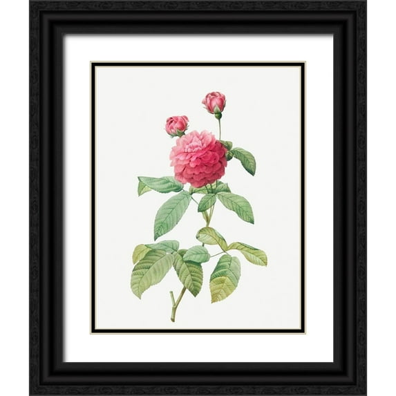 Redoute, Pierre Joseph 12x14 Black Ornate Wood Framed with Double Matting Museum Art Print Titled - Purple Agatha, Little Violet Buttercup, Rosa gallica agatha, var Delphiniana