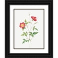 thumbnail image 1 of Redoute, Pierre Joseph 12x14 Black Ornate Wood Framed with Double Matting Museum Art Print Titled - Rose Indica Stelligera, Bengal Star, Rosa indica stelligera, 1 of 4