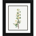 thumbnail image 1 of Redoute, Pierre Joseph 12x14 Black Ornate Wood Framed with Double Matting Museum Art Print Titled - Scotch Rose, Rose tree with a thousand thorns, Rosa myriacantha, 1 of 4