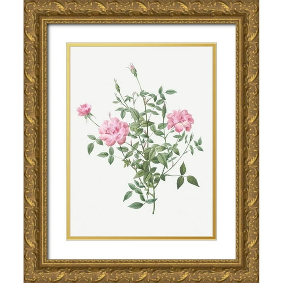 Redoute, Pierre Joseph 12x14 Gold Ornate Wood Framed with Double Matting Museum Art Print Titled - Double Miniature Rose, Dwarf Rosebush, Rosa indica pumila