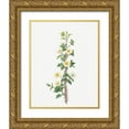 thumbnail image 1 of Redoute, Pierre Joseph 12x14 Gold Ornate Wood Framed with Double Matting Museum Art Print Titled - Scotch Rose, Rose tree with a thousand thorns, Rosa myriacantha, 1 of 4