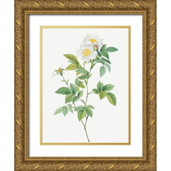 Redoute, Pierre Joseph 12x14 Gold Ornate Wood Framed with Double Matting Museum Art Print Titled - Anjou Rose, Rosa andegavensis
