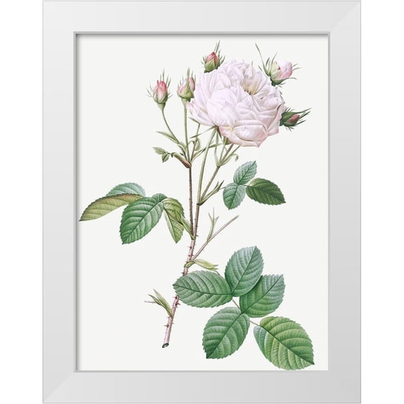 Redoute, Pierre Joseph 12x14 White Modern Wood Framed Museum Art Print Titled - Cabbage Rose White Provence, Unique Blance, Rosa centifolia mutabilis