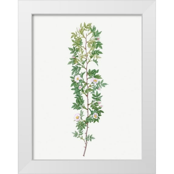 Redoute, Pierre Joseph 12x14 White Modern Wood Framed Museum Art Print Titled - Cuspidate Rose, Rosa aciphylla