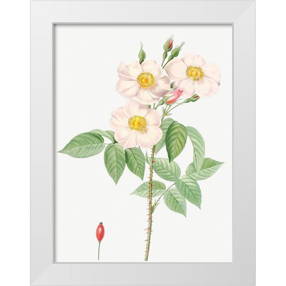 Redoute, Pierre Joseph 12x14 White Modern Wood Framed Museum Art Print Titled - Damask Rose, Rosewood Rose Petal, Rosa damascena
