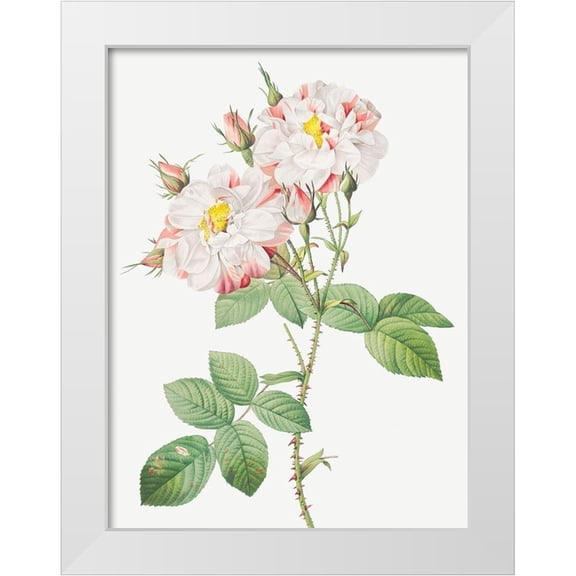 Redoute, Pierre Joseph 12x14 White Modern Wood Framed Museum Art Print Titled - Damask Rose, York and Lancaster Rose, Rosa damascena variegata