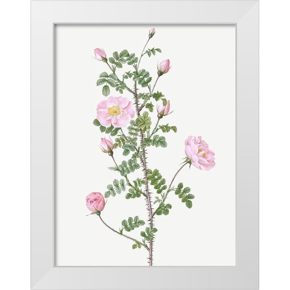 Redoute, Pierre Joseph 12x14 White Modern Wood Framed Museum Art Print Titled - Double Pink Scotch Briar, Red Pimple Rose, Rosa pimpinellifolia rubra