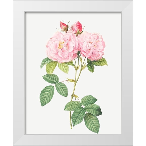 Redoute, Pierre Joseph 12x14 White Modern Wood Framed Museum Art Print Titled - Italian Damask Rose, Four Seasons of Italy, Rosa damascena Italica