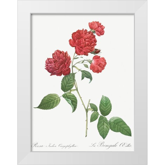 Redoute, Pierre Joseph 12x14 White Modern Wood Framed Museum Art Print Titled - Red Cabbage Rose, Bengal eyelet, Rosa indica caryophyllea