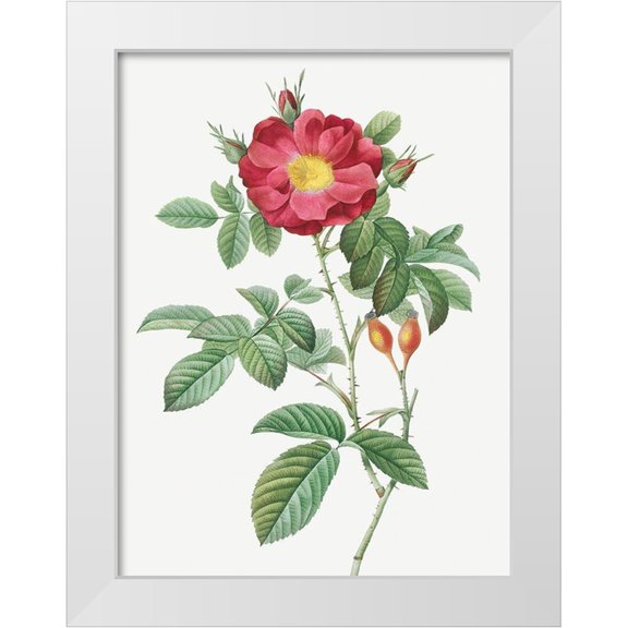 Redoute, Pierre Joseph 12x14 White Modern Wood Framed Museum Art Print Titled - Red Portland Rose, Rosa damascena coccinea