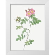 Redoute, Pierre Joseph 12x14 White Modern Wood Framed Museum Art Print Titled - Sweetbriar, Rusty Rose with Three Flowers, Rosa rubiginosa triflora
